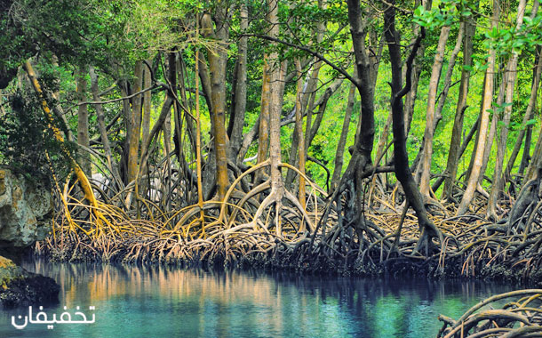 جنگل حرا، یکی از عجایب بی‌نظیر جزیره قشم است