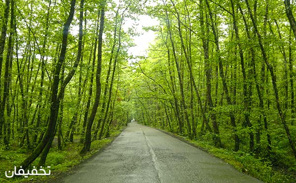 رانندگی و پیاده روی در جنگل گیسوم از تفریحات بسیار زیبای شما خواهد بود.