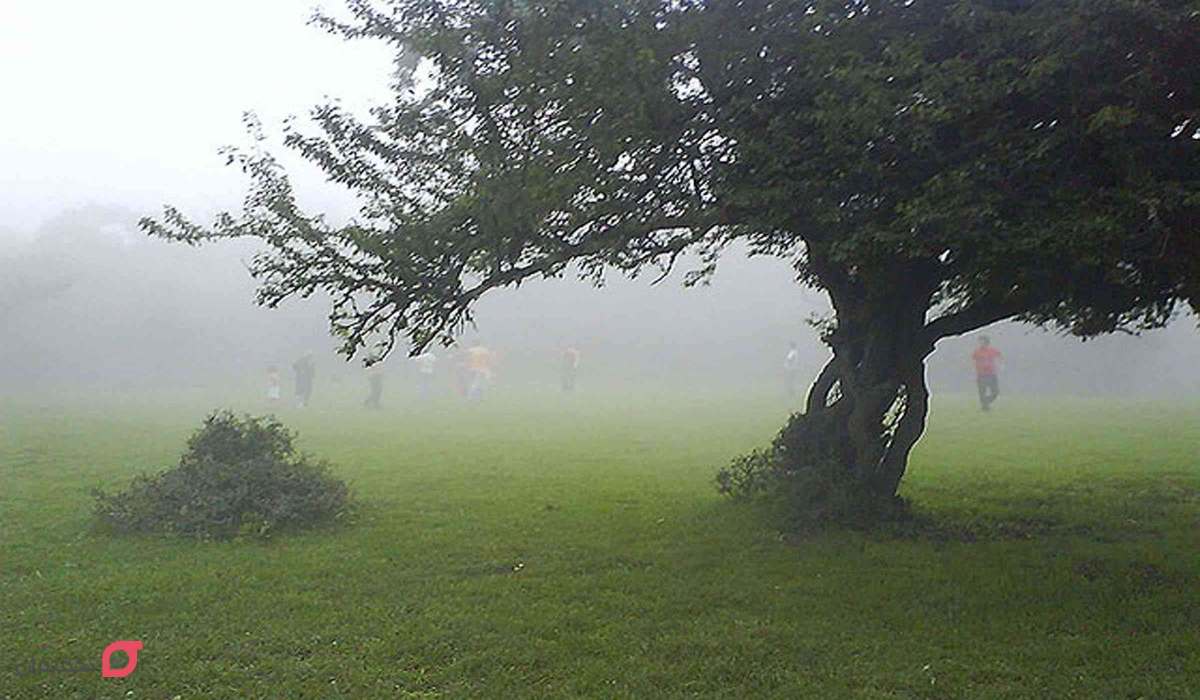 جنگل الیمستان کجاست