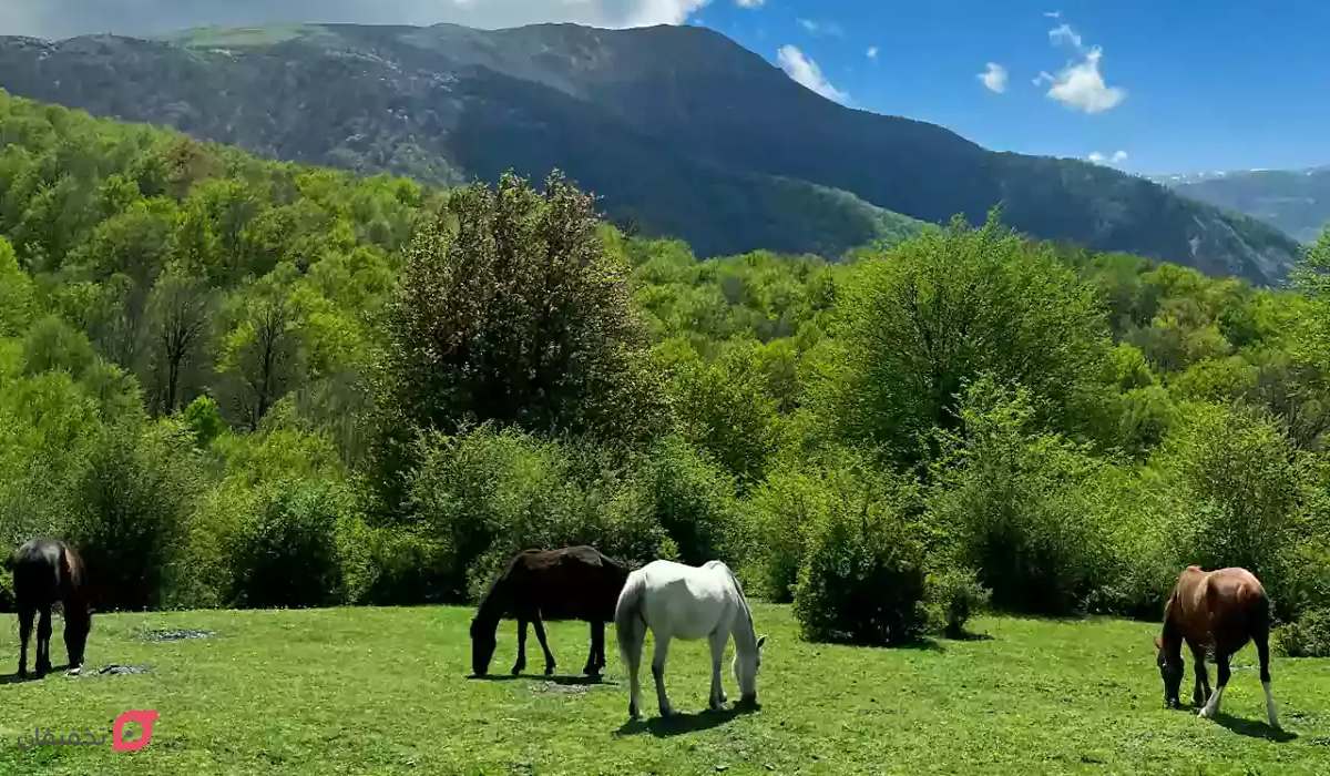 حیوانات جنگل الیمستان