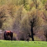 جنگل الیمستان کجاست | مسیر پیاده روی | شرایط اقامت | تصاویر 33 جنگل الیمستان