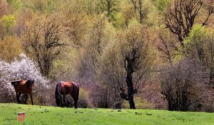 جنگل الیمستان کجاست | مسیر پیاده روی | شرایط اقامت | تصاویر