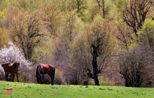 جنگل الیمستان