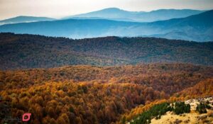 جنگل راش کجاست | شرایط کمپ و اقامت | عکس پاییز جنگل | آدرس