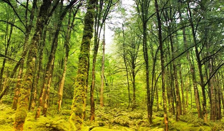 جنگل‌ های متل قو دسترسی بسیار آسانی دارند.
