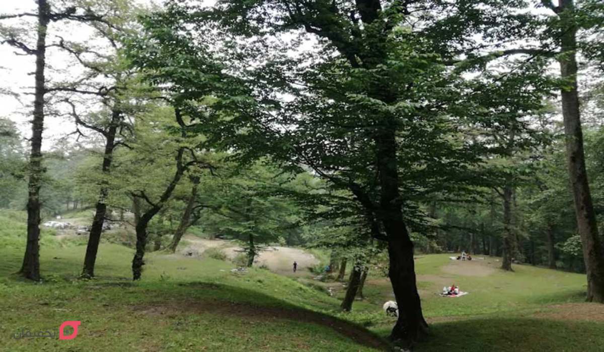 جنگل دالخانی کجاست؟