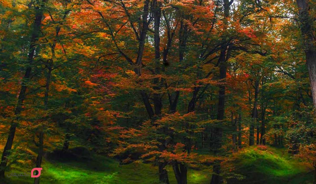 جنگل دالخانی در زمستان و پاییز