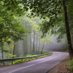 جنگل دالخانی رامسر؛ نقشه دسترسی + امکانات اقامتی | عکس جنگل 35 dalkhani Jungle 1