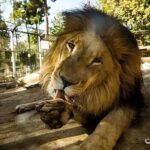 بهترین باغ وحش های تهران با آدرس و ساعت بازدید 34 وحش