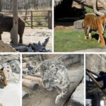 چه حیواناتی در باغ وحش هستند؟ 21 وحش اصلی 2