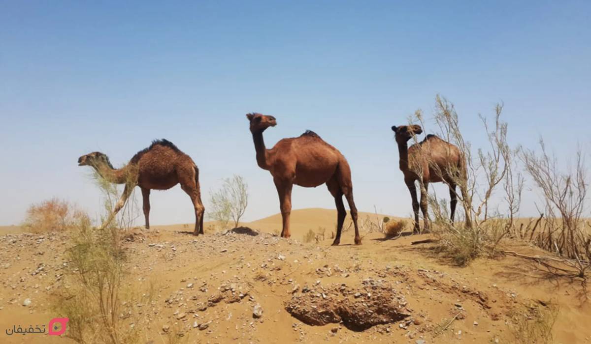 کویر مصر
