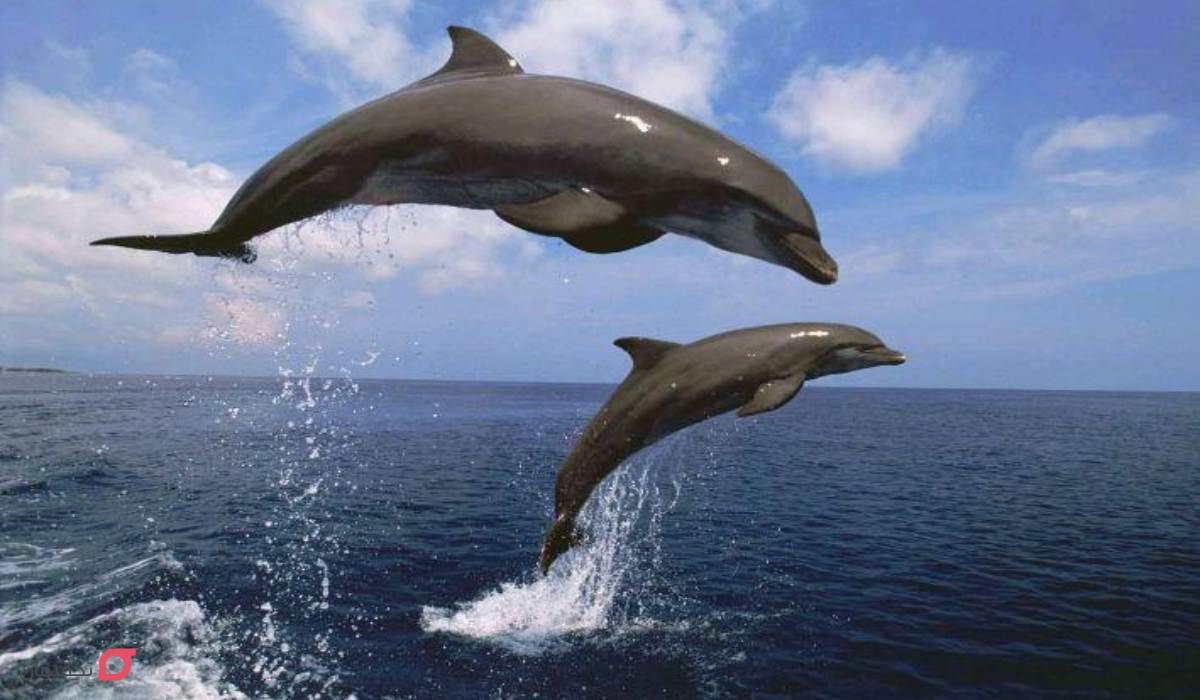 پارک دلفین قشم