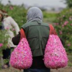 گلاب گیری کاشان کجا بریم | بهترین مکان و زمان گلاب گیری 1404 20 گلاب گیری کاشان