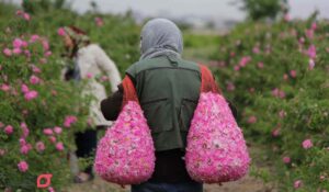 گلاب گیری کاشان کجا بریم | بهترین مکان و زمان گلاب گیری ۱۴۰۴