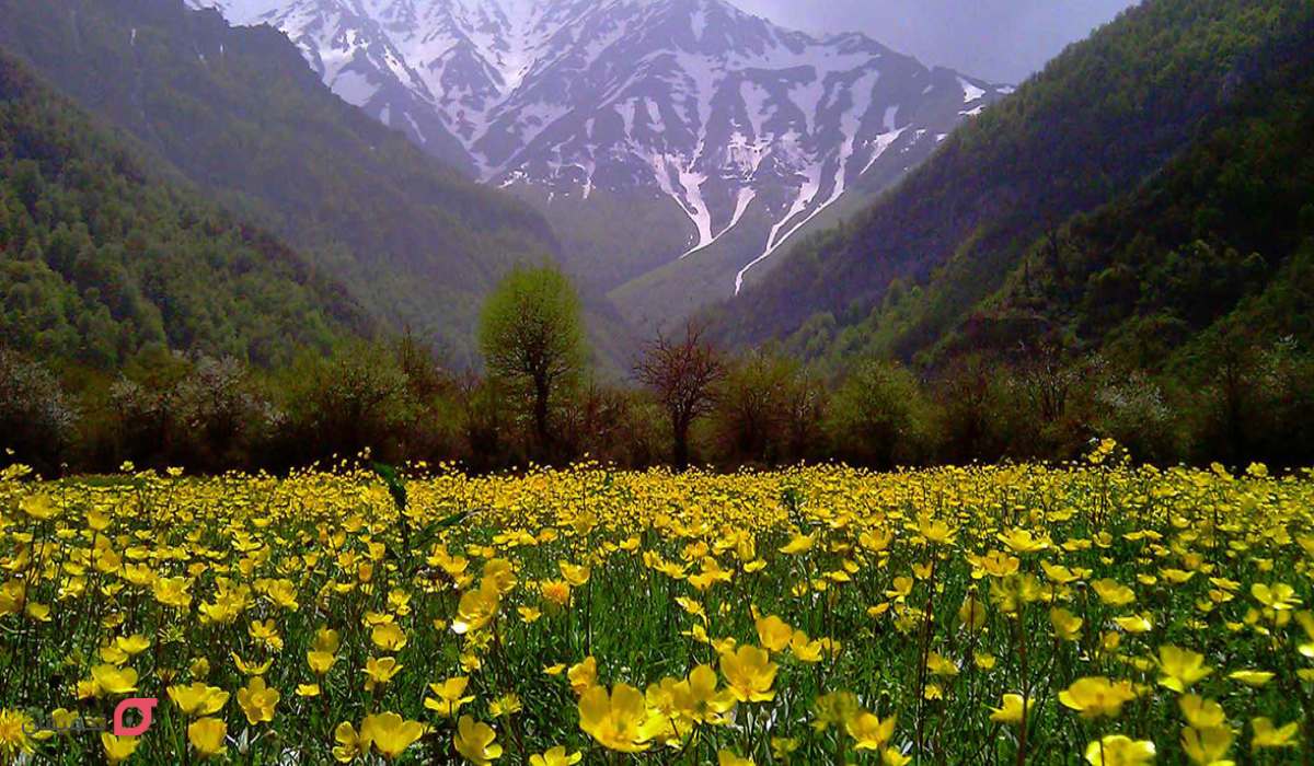 دشت دریاسر