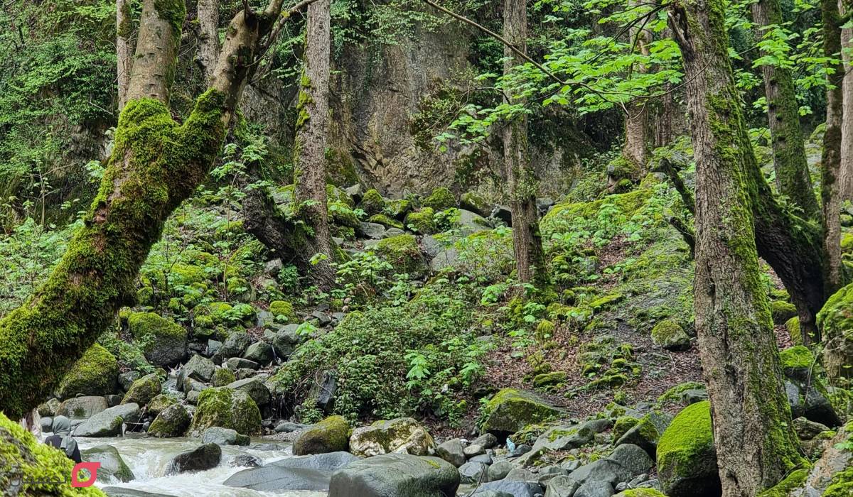 جنگل دالخانی رامسر؛ نقشه دسترسی + امکانات اقامتی | عکس جنگل 5 جاهای دیدنی جنگل دالخانی