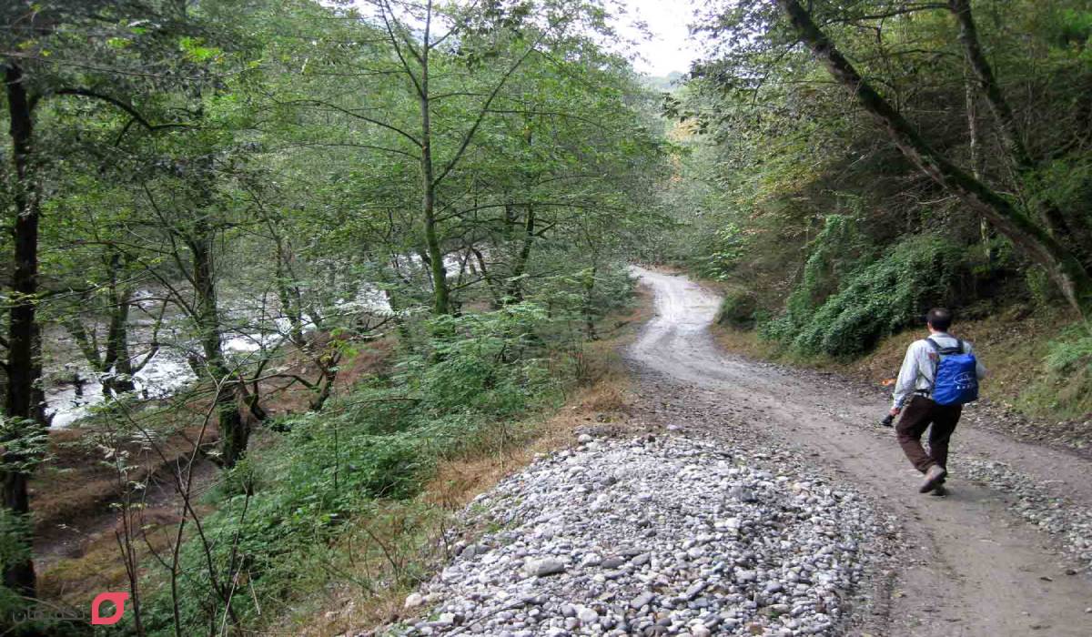 جنگل دالخانی رامسر؛ نقشه دسترسی + امکانات اقامتی | عکس جنگل 4 جنگل دالخانی رامسر