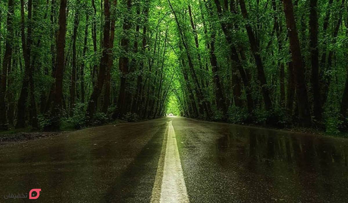 جنگل دالخانی رامسر؛ نقشه دسترسی + امکانات اقامتی | عکس جنگل 8 جنگل دالخانی