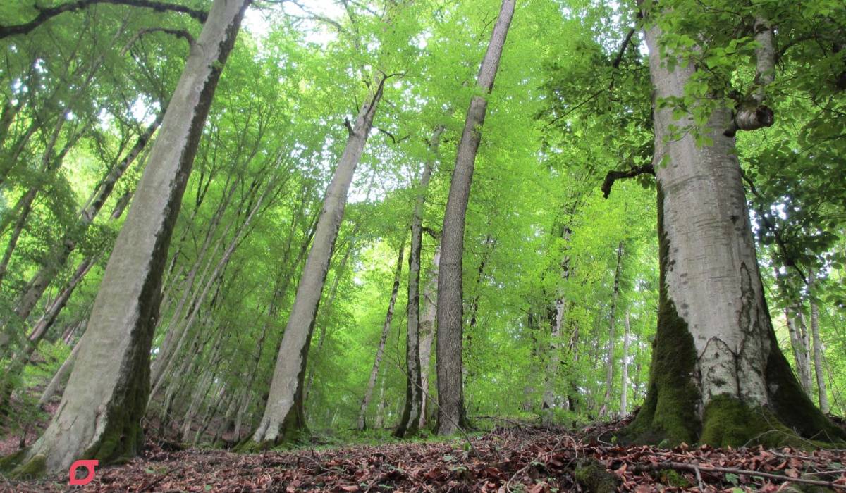 امکانات جنگل الیمستان