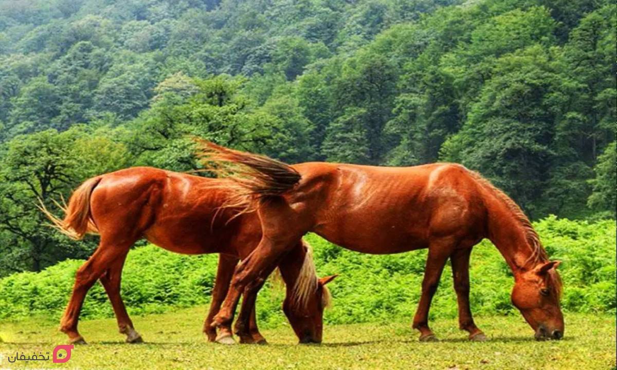 جاده دو هزار و سه هزار