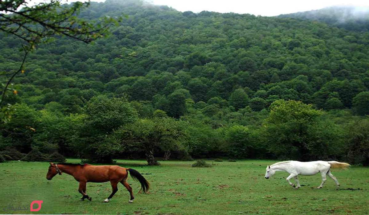 جنگل الیمستان