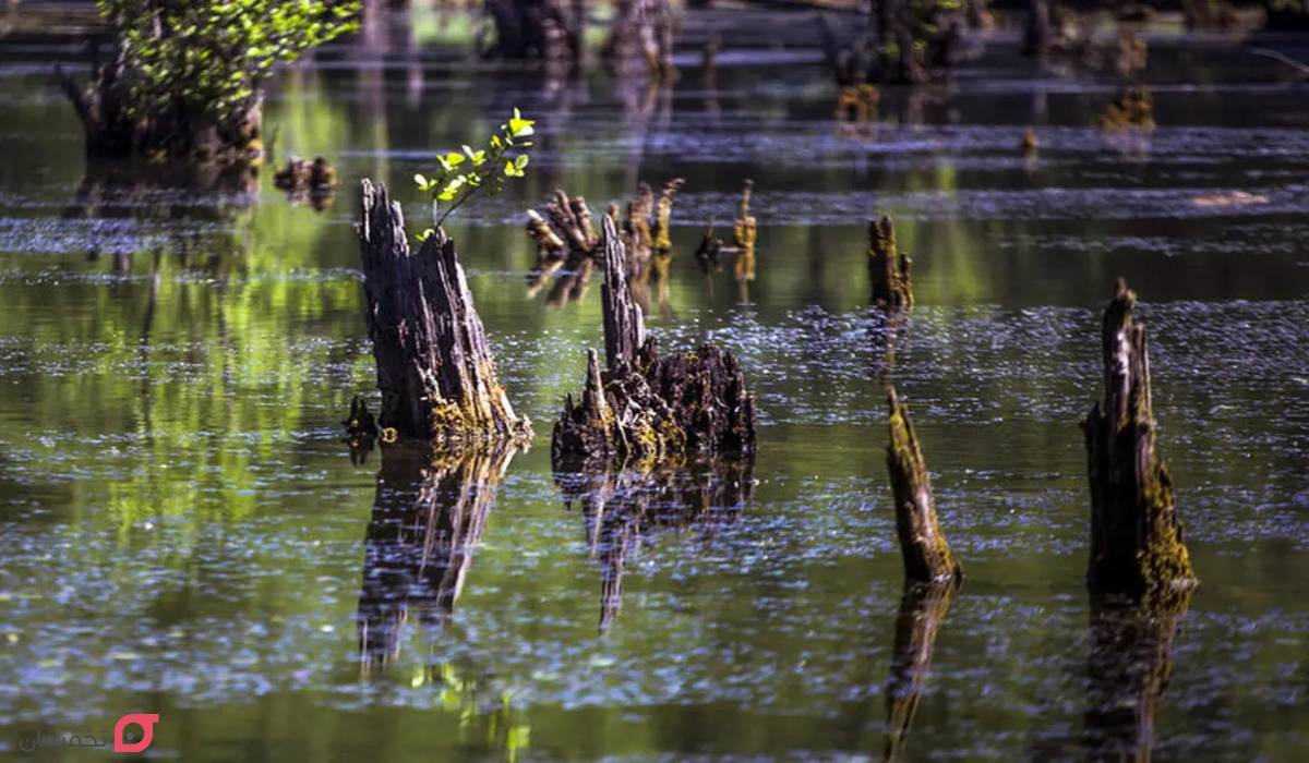 دریاچه ارواح نوشهر کجاست | آدرس + امکانات و حیوانات دریاچه 8 صدای دریاچه ارواح