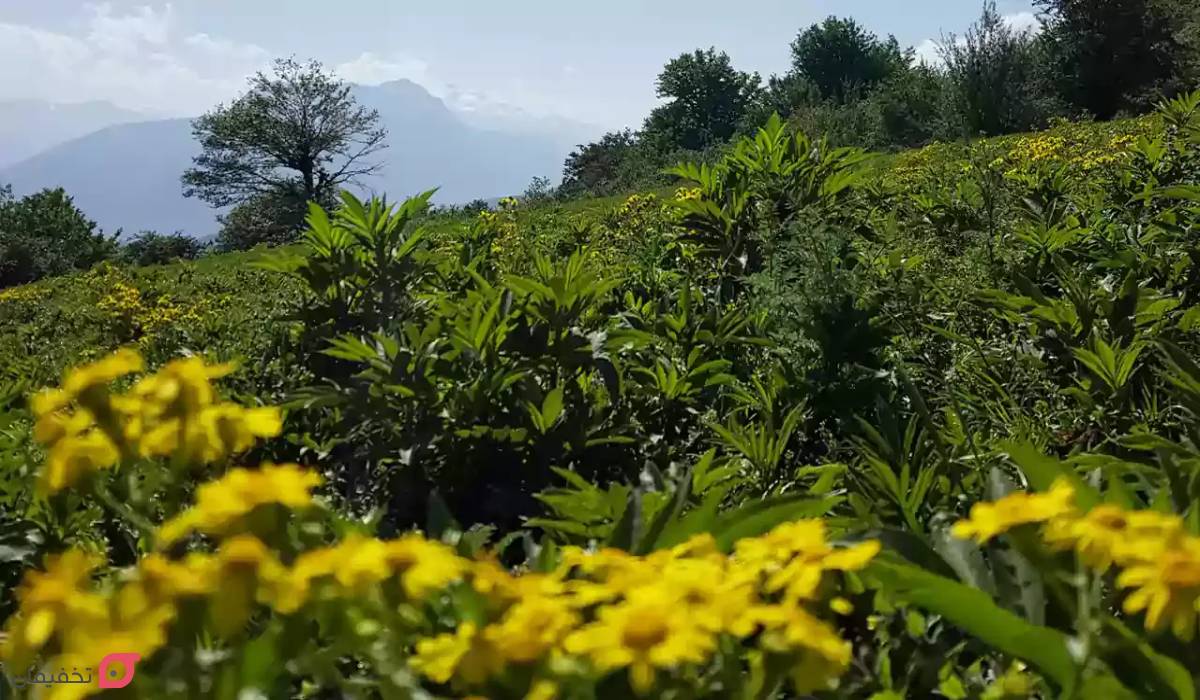 روستای الیمستان