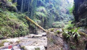 تنگه دار نوشهر | آدرس | شرایط کمپ | عکس های آمازون ایران