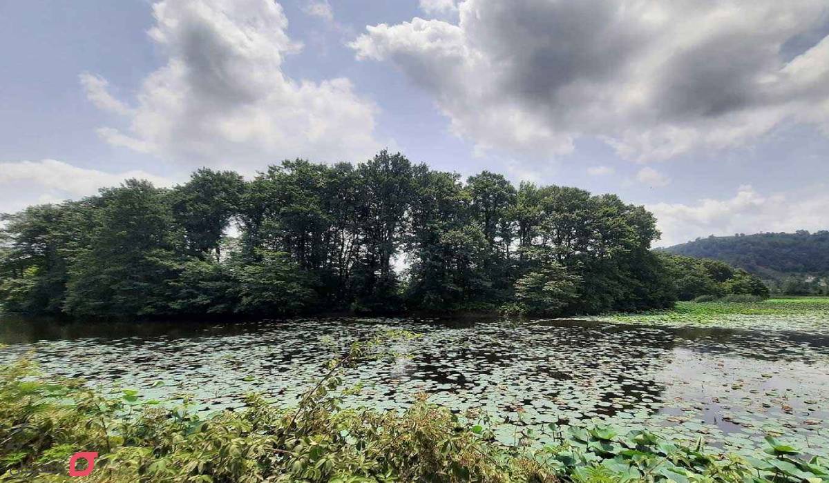 جاهای دیدنی لاهیجان | جدول 14 جاذبه تفریحی با عکس و آدرس 6 پارک جنگلی میرصفا