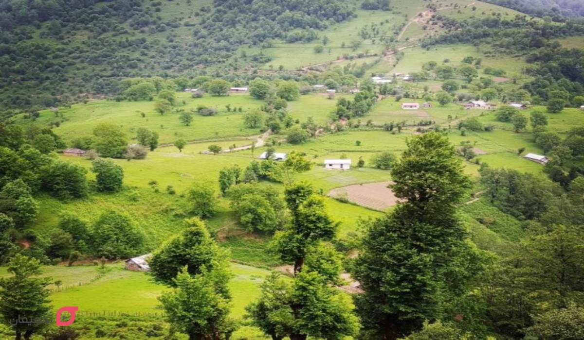 جنگل لیسار
