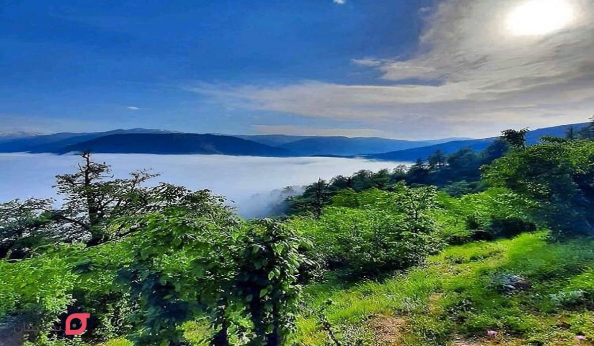 جنگل دالخانی