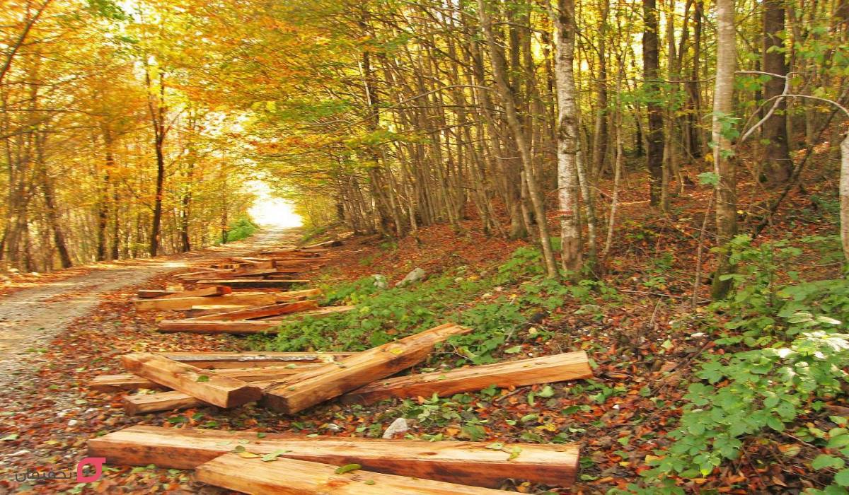 جنگل راش کجاست | شرایط کمپ و اقامت | عکس پاییز جنگل | آدرس 7 جنگل راش