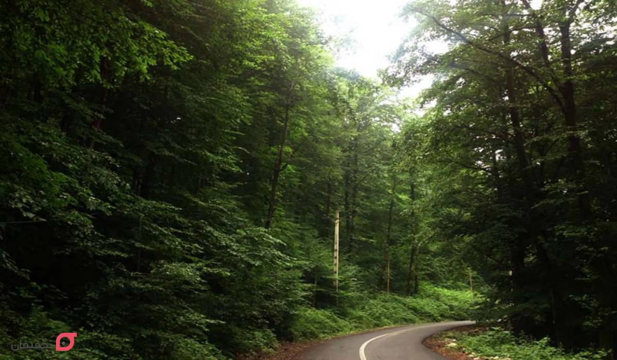 جنگل راش کجاست | شرایط کمپ و اقامت | عکس پاییز جنگل | آدرس 4 آدرس جنگل راش