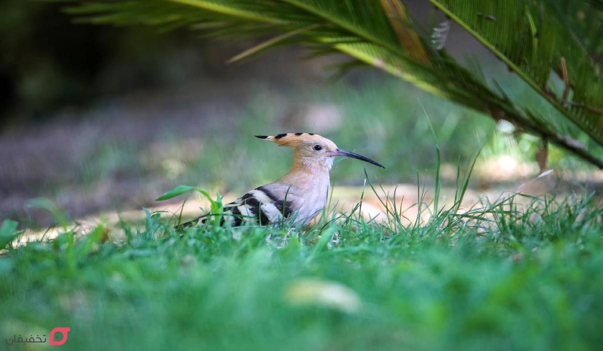 باغ پرندگان شیراز کجاست | آدرس و ساعت کاری | قیمت بلیط 1404 8 باغ پرندگان شیراز
