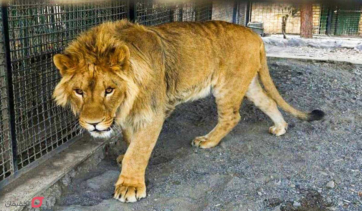 باغ وحش مشهد | ساعت کاری | قیمت بلیط 1404 | عکس تمام حیوانات 3 فاصله باغ وحش مشهد تا حرم