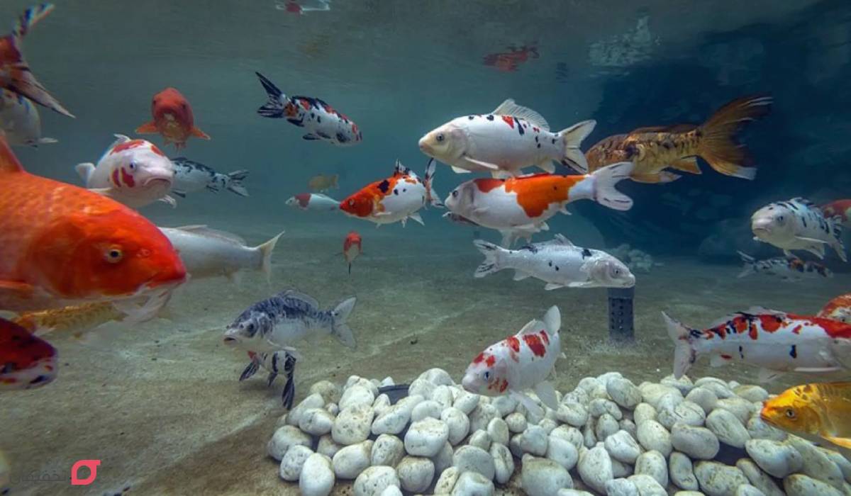 بهترین آکواریوم تهران کجاست | ساعت کار و آدرس | امکانات 4 آکواریوم اکو پارک