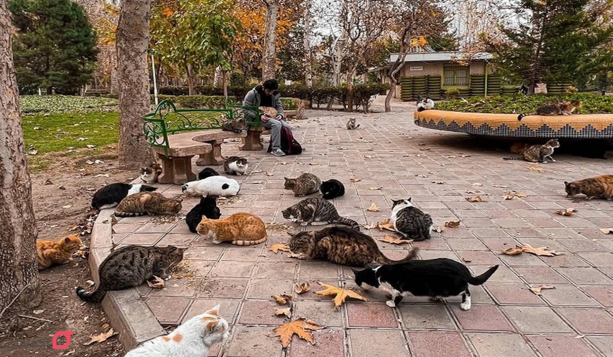 گربه های پارک لاله