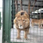 باغ وحش مشهد | ساعت کاری | قیمت بلیط 1404 | عکس تمام حیوانات 19 باغ وحش مشهد