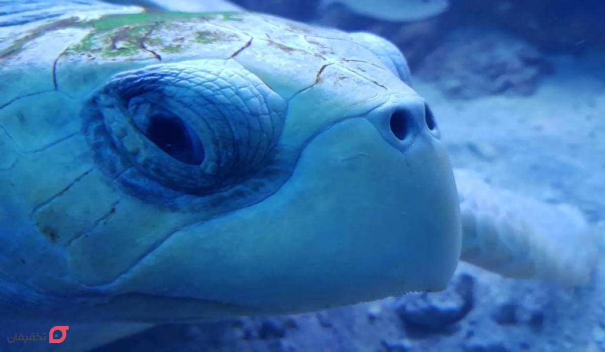 باغ پرندگان کیش | آدرس و ساعت کاری | قیمت بلیط 1404 + عکس 10 آکواریوم کیش