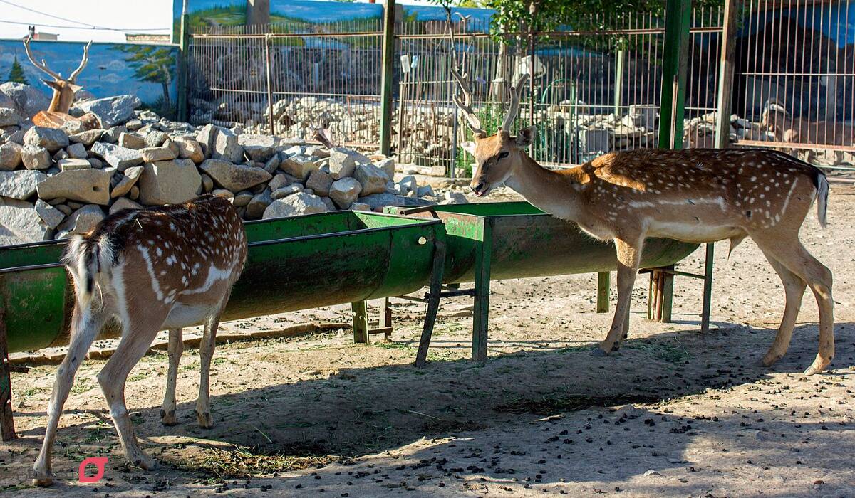 خرید بلیط باغ وحش مشهد