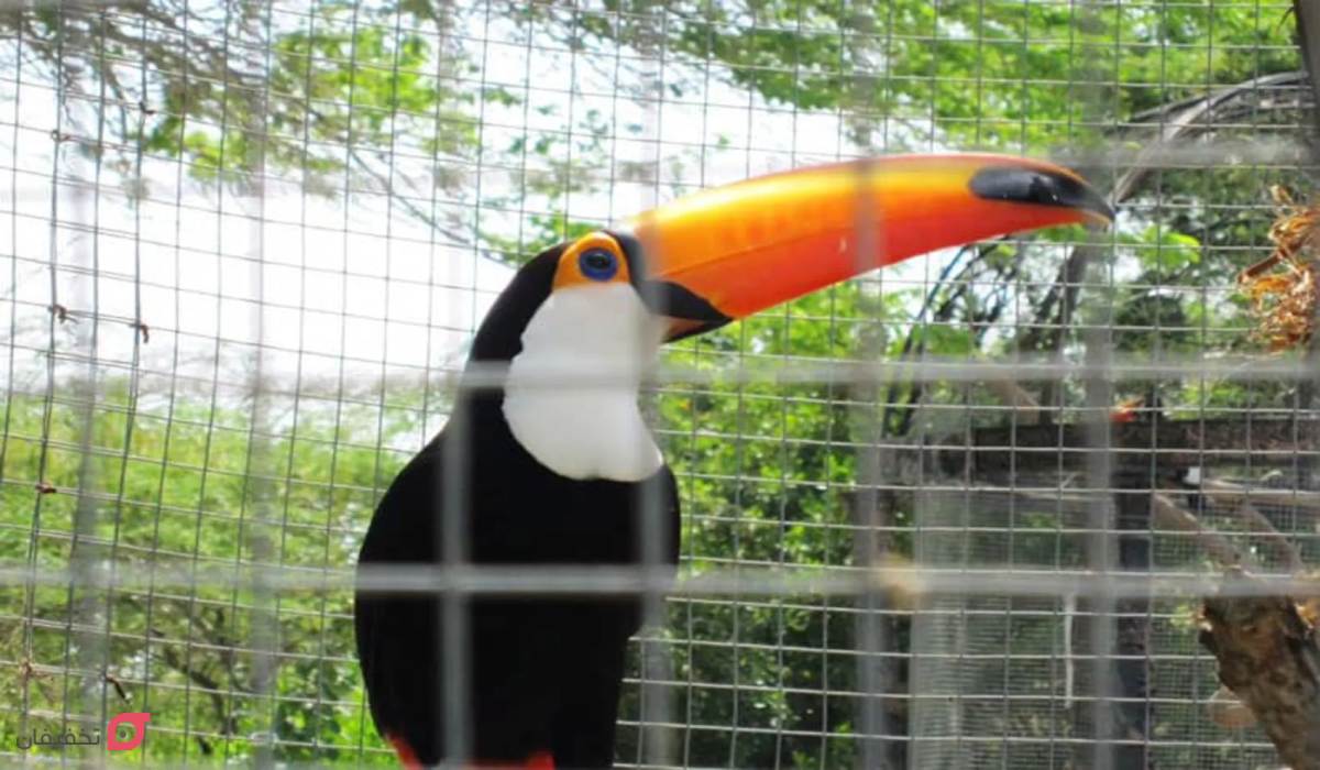 باغ پرندگان کیش | آدرس و ساعت کاری | قیمت بلیط 1404 + عکس 4 عکس پارک پرندگان کیش