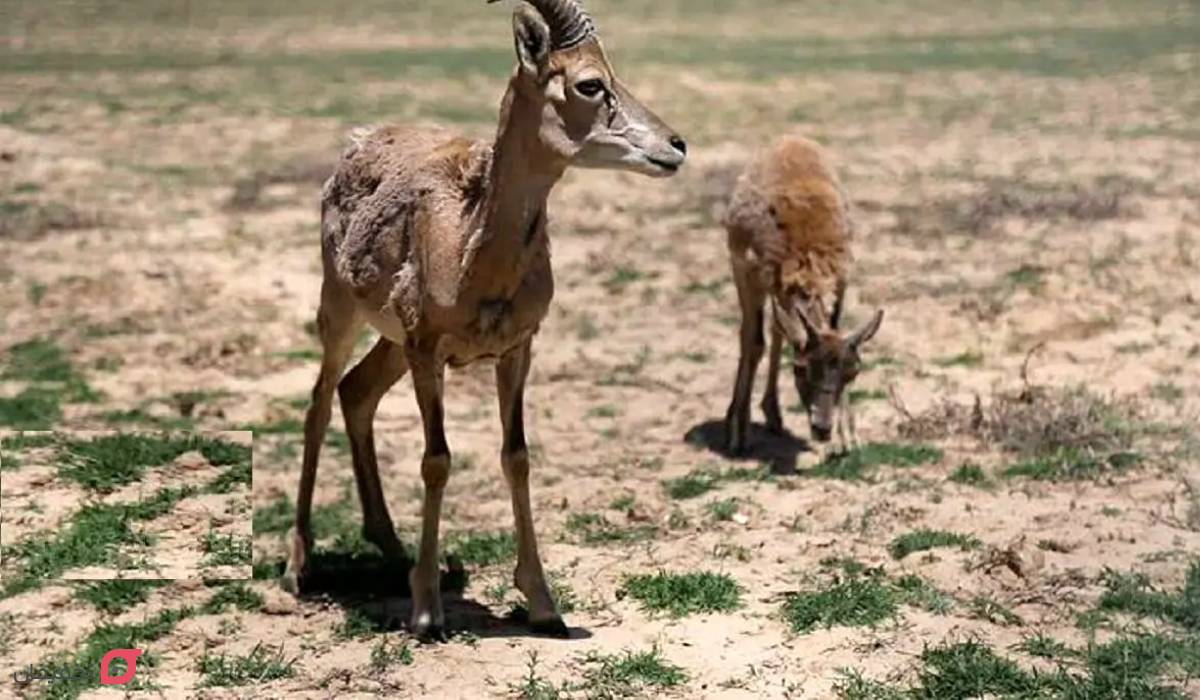 دریاچه تار کجاست | بهترین مسیر با ماشین | حیوانات و افسانه آن 9 حیوانات دریاچه تار