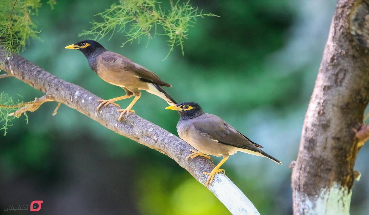 باغ پرندگان شیراز کجاست | آدرس و ساعت کاری | قیمت بلیط 1404 6 باغ پرندگان شیراز