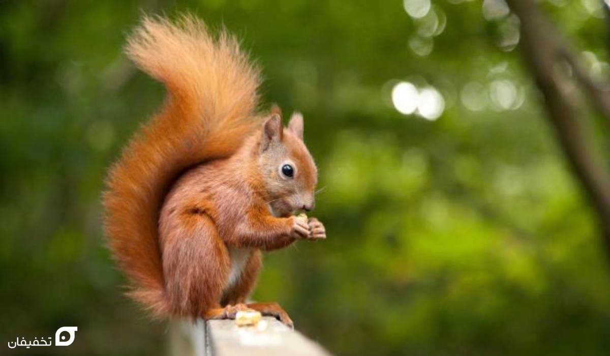 بهترین باغ وحش های تهران با آدرس و ساعت بازدید 7 باغ وحش تهران