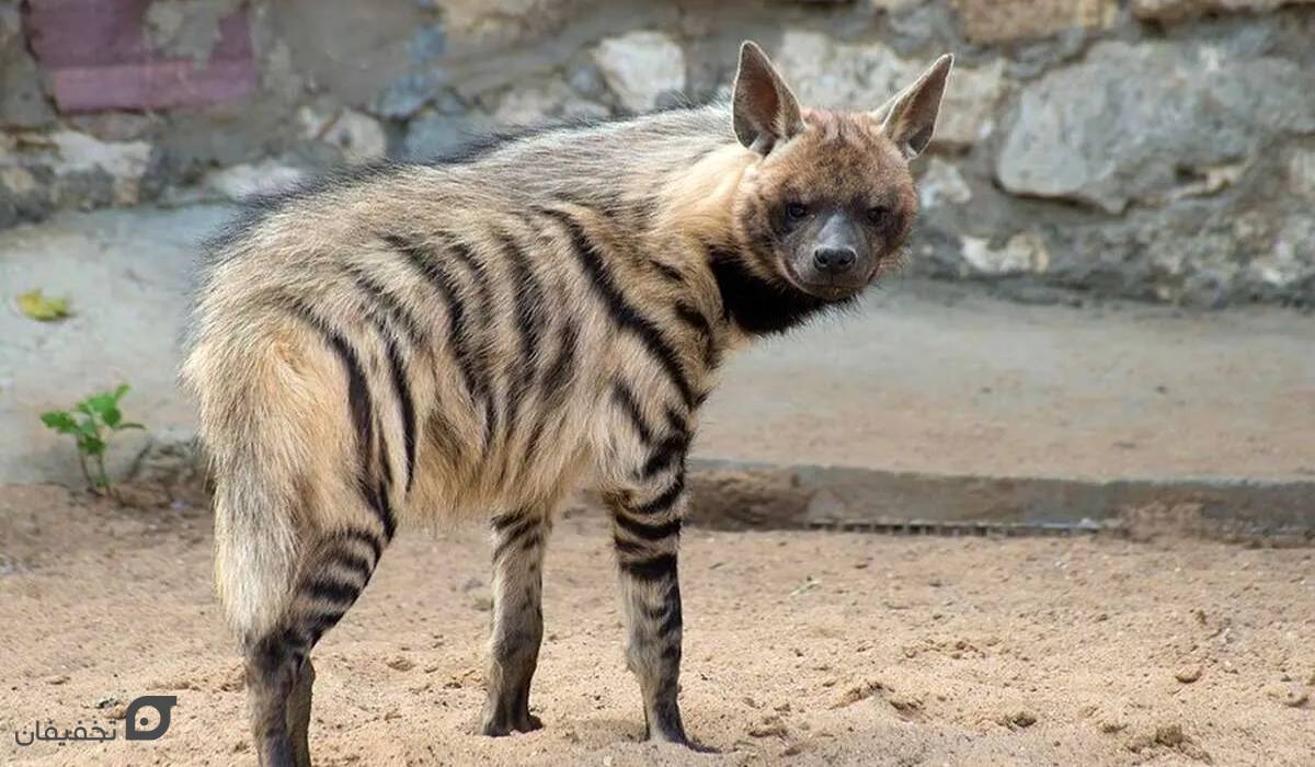 بهترین باغ وحش های تهران با آدرس و ساعت بازدید 8 باغ وحش تهران