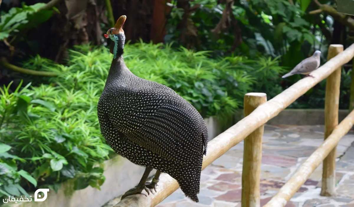 جاهای دیدنی کیش؛ 25 جای تفریحی و تاریخی کیش 6 جاهای دیدنی کیش