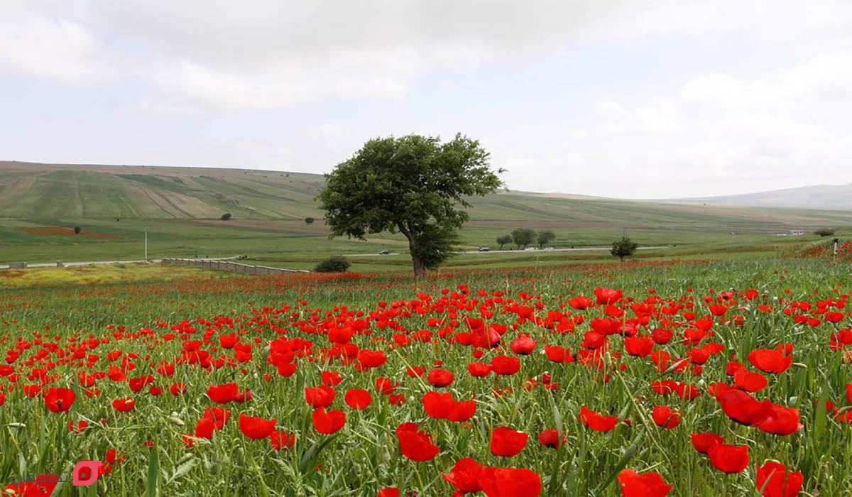 دشت کالپوش