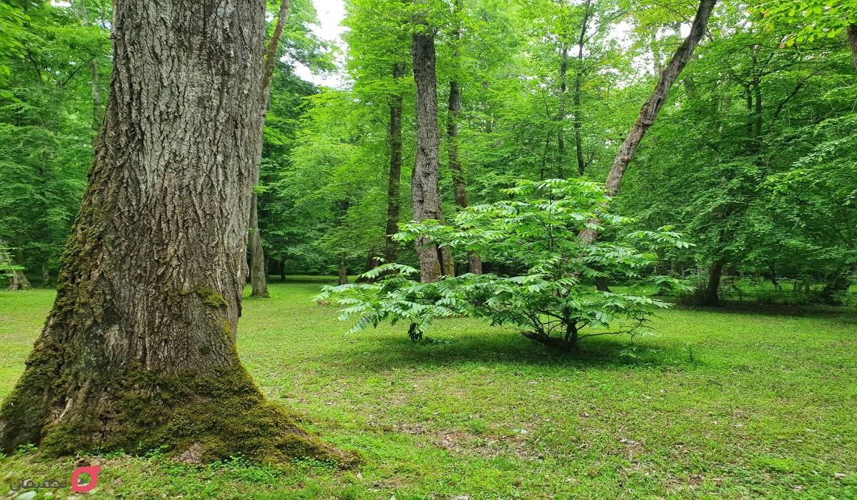 جاهای دیدنی نور مازندران؛ عکس و آدرس 18 مکان تاریخی و طبیعی 4 پارک جنگلی کشپل