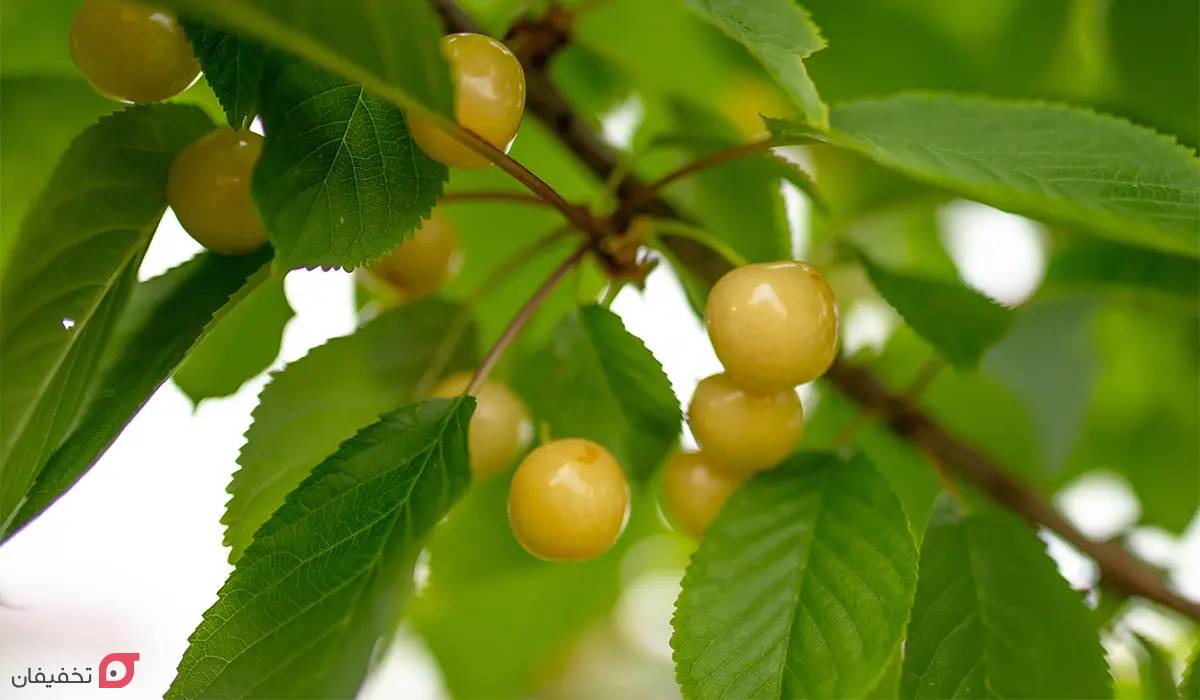 خواص گیلاس چیست | فواید شگفت انگیز برای کبد، کم خونی و چشم 3 خواص گیلاس سفید