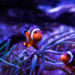 آکواریوم کیش کجاست | ساعت کاری + قیمت بلیط ورودی 1404 | عکس 22 آکواریوم کیش